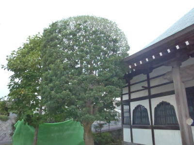 ヤマモモの３葉透かし剪定 庭師の日記 日々是好日