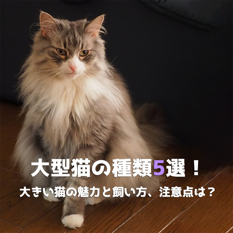 大型猫の種類5選 大きい猫の魅力と飼い方 注意点は