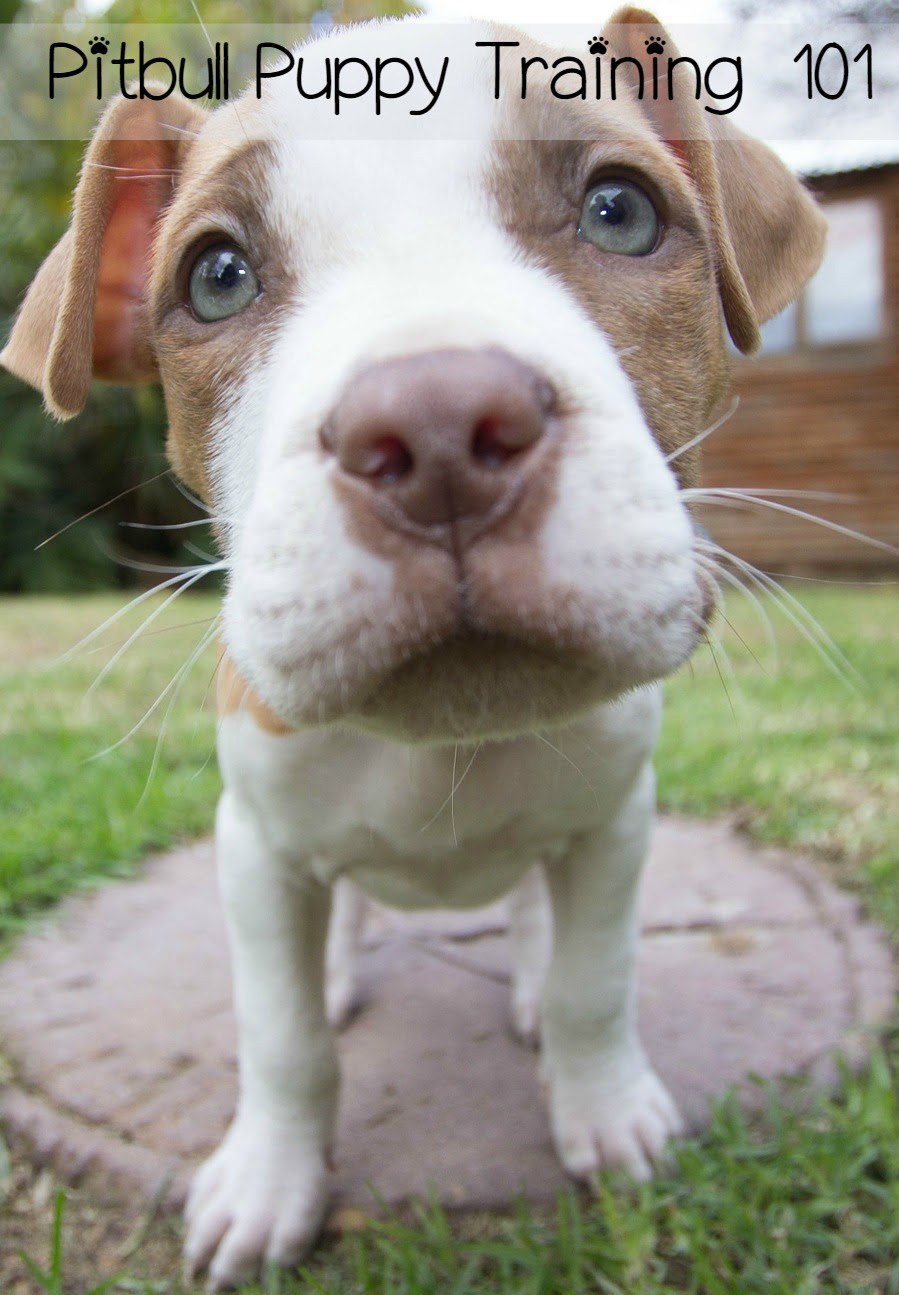 few pitbull puppy training tips to help you with your new pit puppy ...