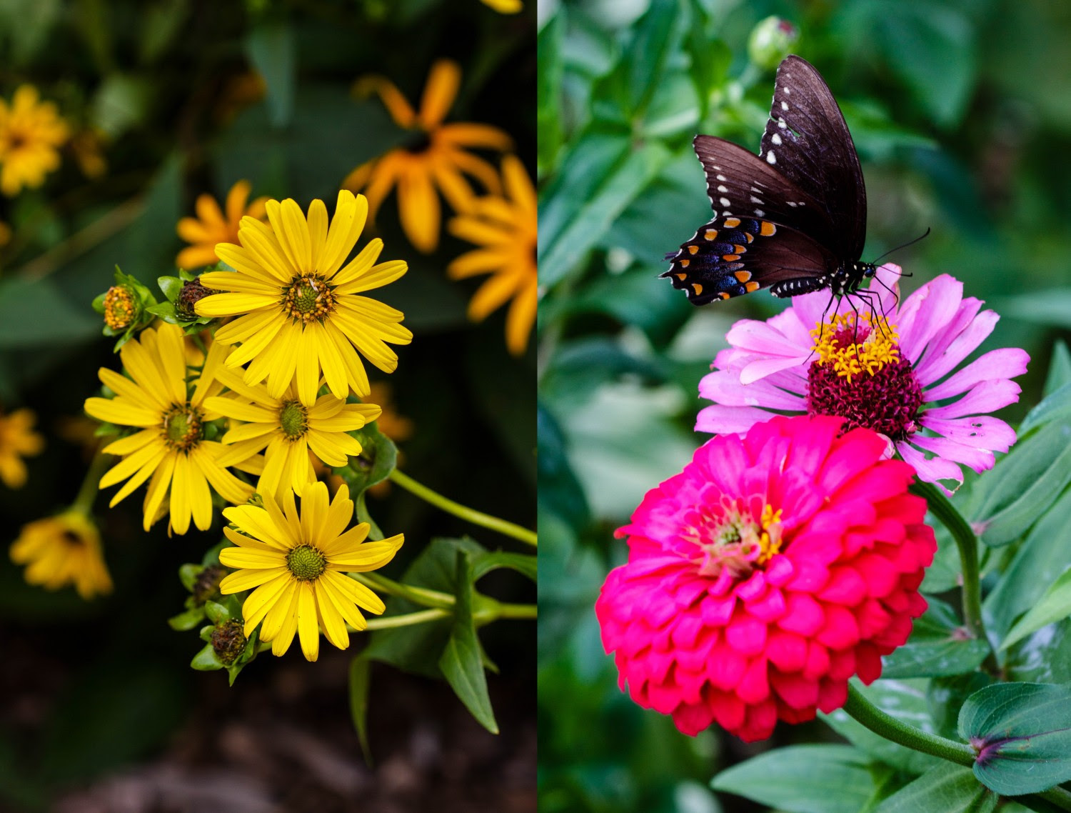 Paleo Spirit in Brooklyn: Botanic Garden, Fatty 'Cue and OddFellows