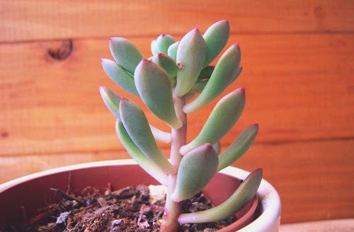 徒長多肉の仕立て直し アモエナ編 Part1 多肉植物 Nonohana色