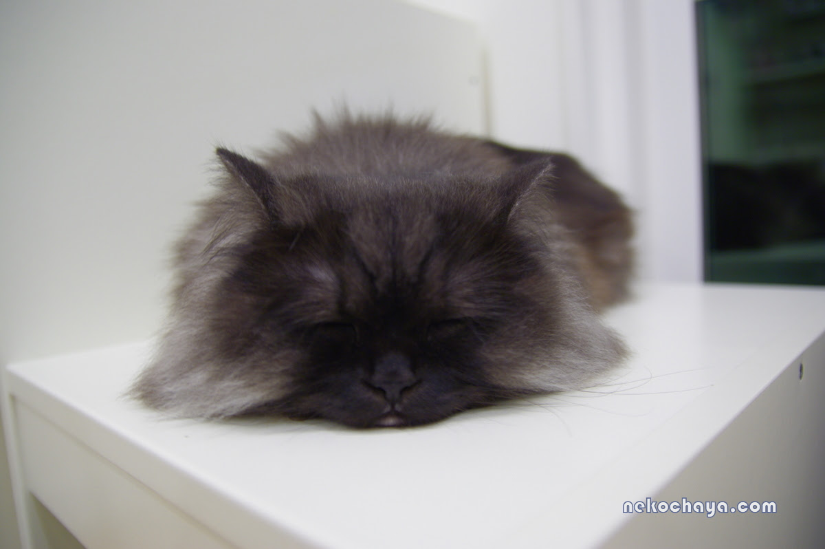 猫茶家ブログ 猫がいればそれで幸せ ゴージャスモモ壁紙