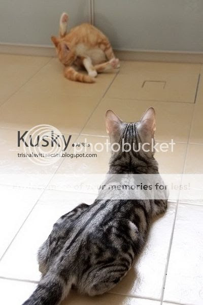  photo IMGa_5620_resize_zpse518903e.jpg