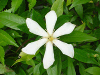 白い花 花色による花の一覧 小さな園芸館