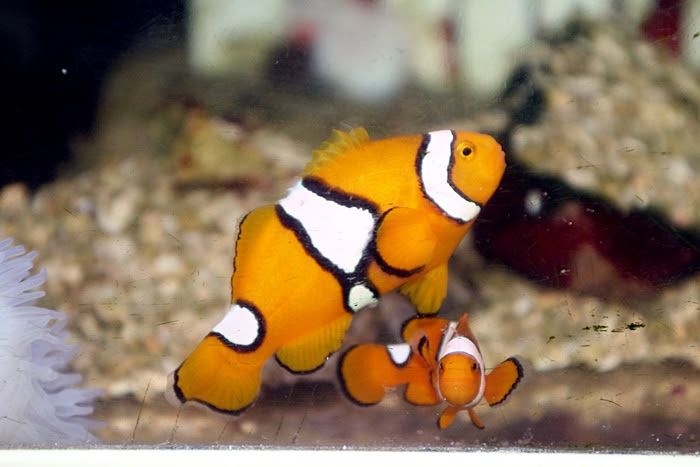 繁殖コーナー 海水魚のパイオニア 日海センター 日海フィッシュコム