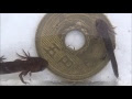 [10000印刷√] イモリ 子供 ウーパールーパー 191300