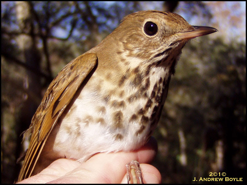 Hermit Thrush