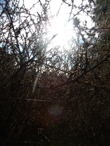Thorn Bushed Sunlight