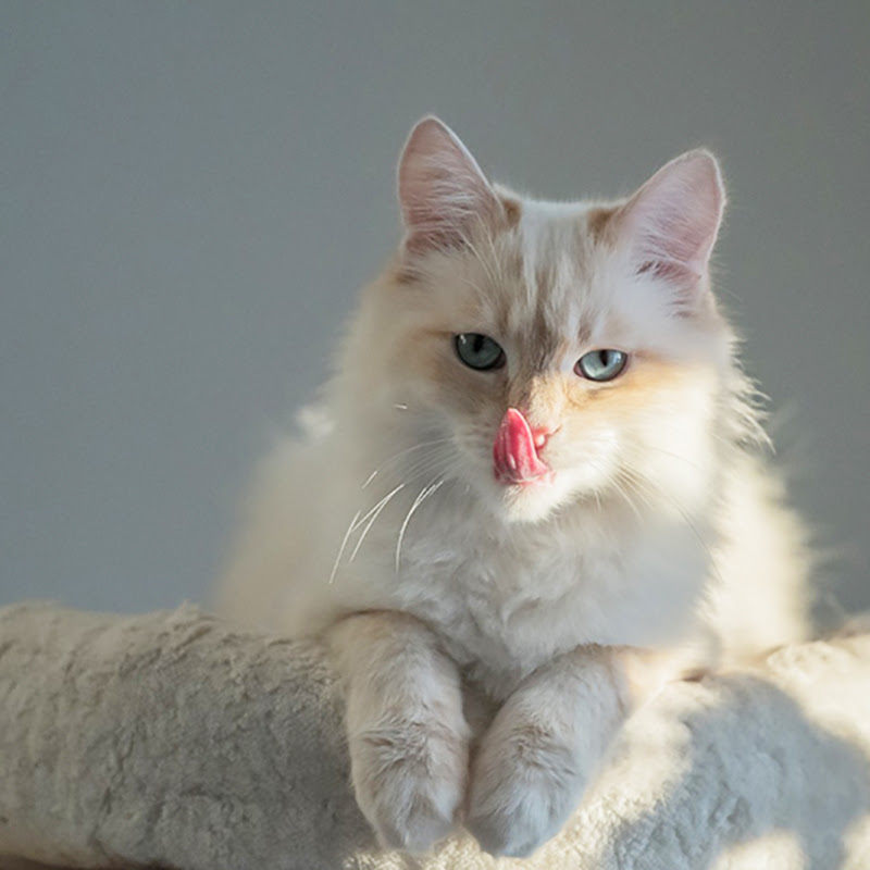 獣医師監修 猫の鼻血が出た時の原因 対処法は こんな病気に注意