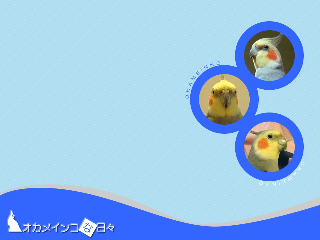オカメインコな日々