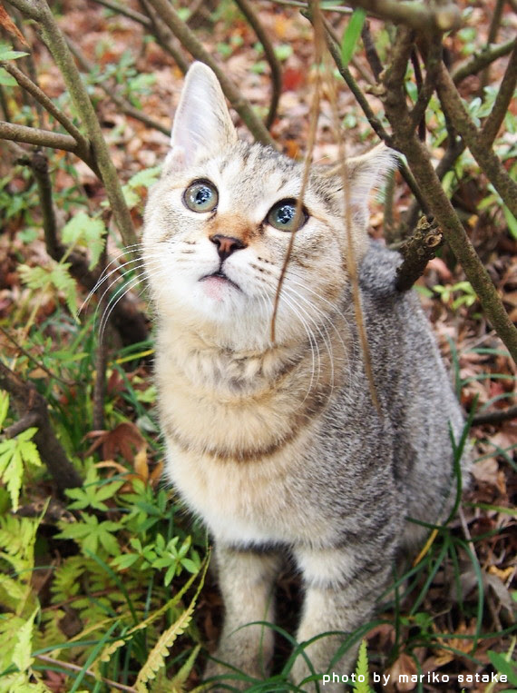 猫の不思議 目の色その２ フェリシモ猫部