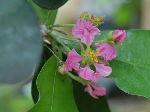 アセロラ 華凛の花言葉