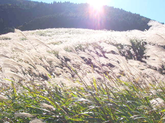 ススキ花散歩