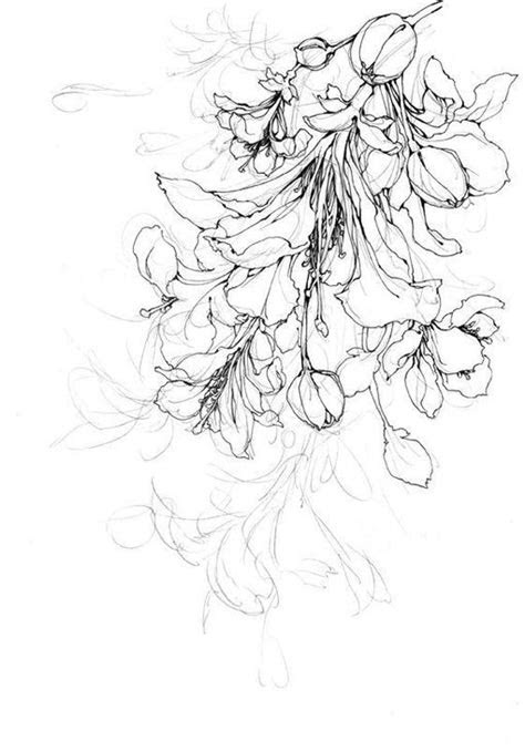 honeysuckle tattoo idea pencil drawings flowers