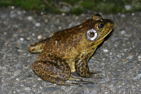 ウシガエル ぶんぶく探検隊