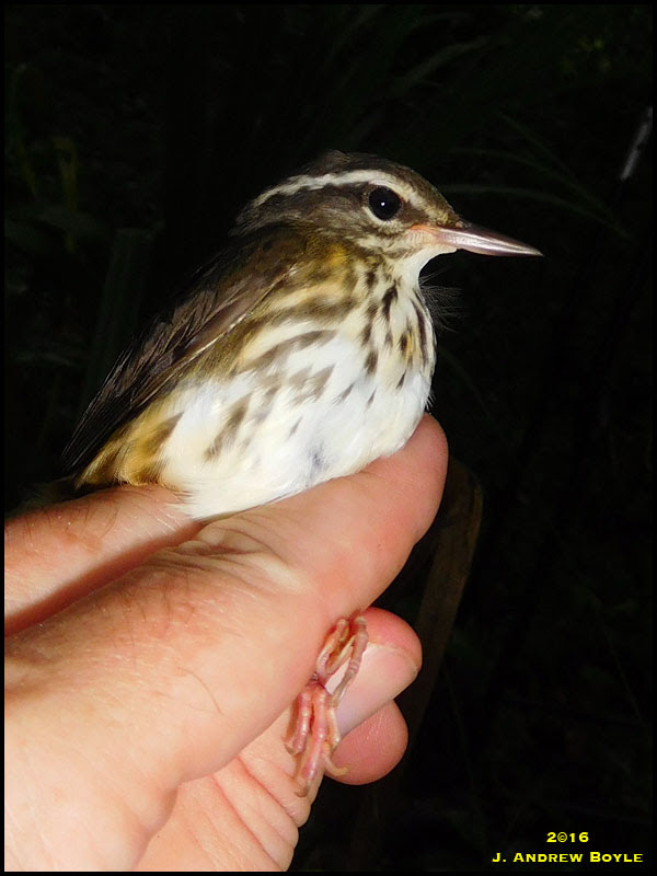 Louisiana Waterthrush