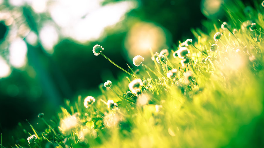 フリー写真 草とシロツメクサの花でアハ体験 Gahag 著作権フリー写真 イラスト素材集