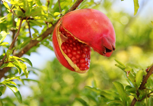 子宝運と金運の 吉祥果 アケビはザクロと並ぶ開運果実 開運のスピリチュアルフルーツ