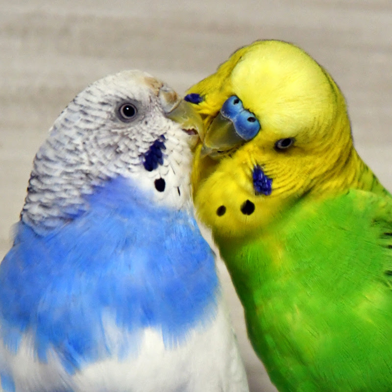 セキセイインコの性別を見分けるのは難しい ヒナ 成鳥の性別の確認方法