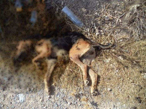 Ηράκλειο: Εκτέλεσαν αδέσποτο σκύλο στον Αλμυρό ποταμό - Σκληρές εικόνες για μικρούς και μεγάλους!