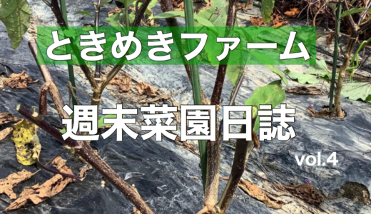 ナス苗の賢い選び方 初心者は注意したい３つのポイント ときめきガレージ