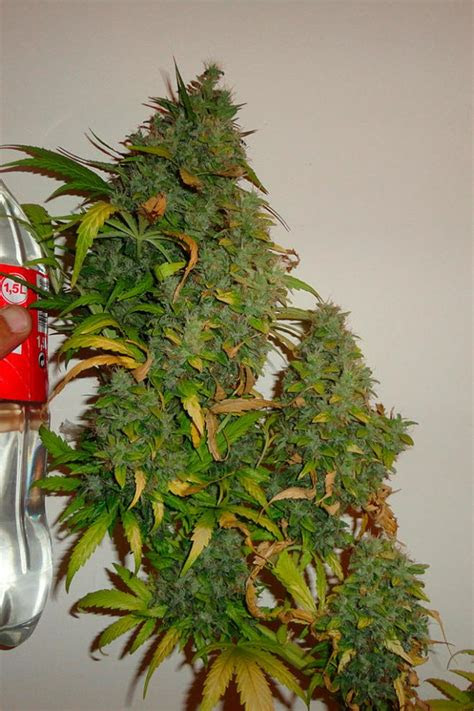 As such, it encompasses many different aspects of your life, and it can be hard to remember everything you want to remember. California Orange - Buy Dutch Passion cannabis seeds