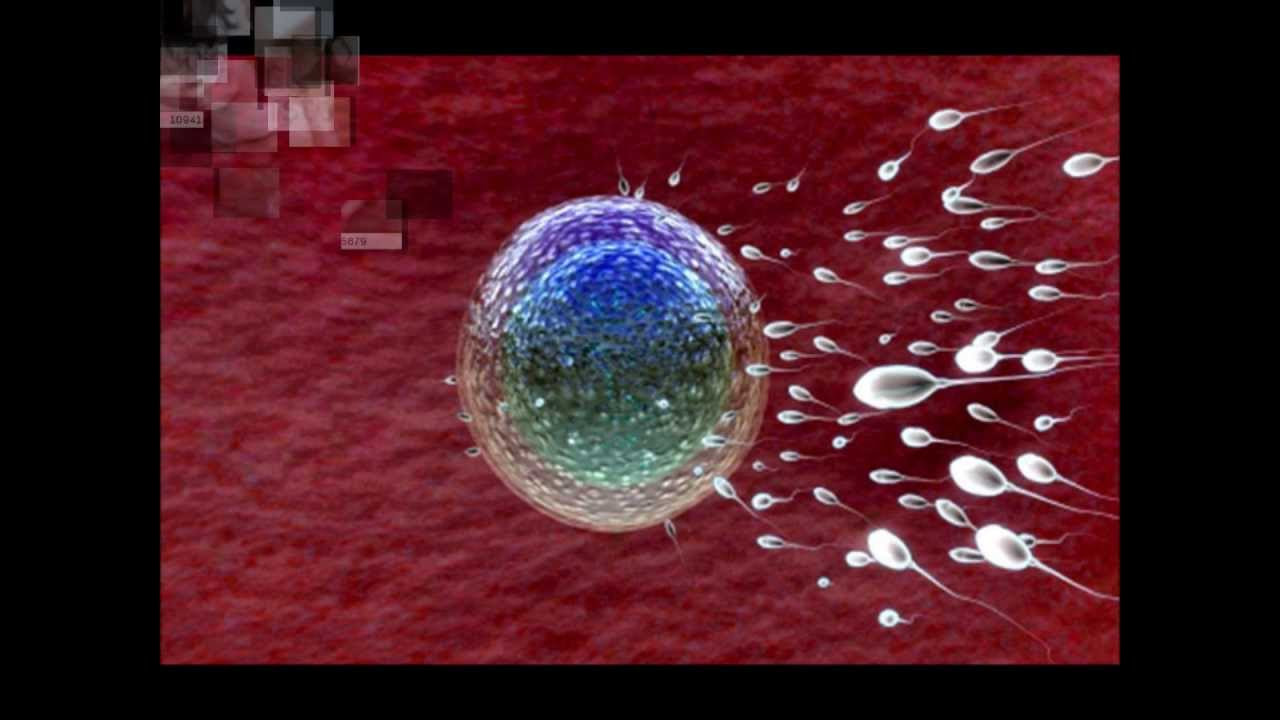 ... and best time to conceive - tips for getting pregnant - YouTube