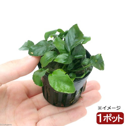 アヌビアスナナ 育て方とアヌビアスの種類 水草動画ブログ
