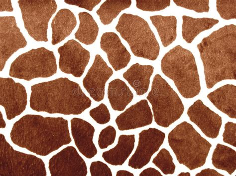 giraffe spots stock illustration illustration  fauna