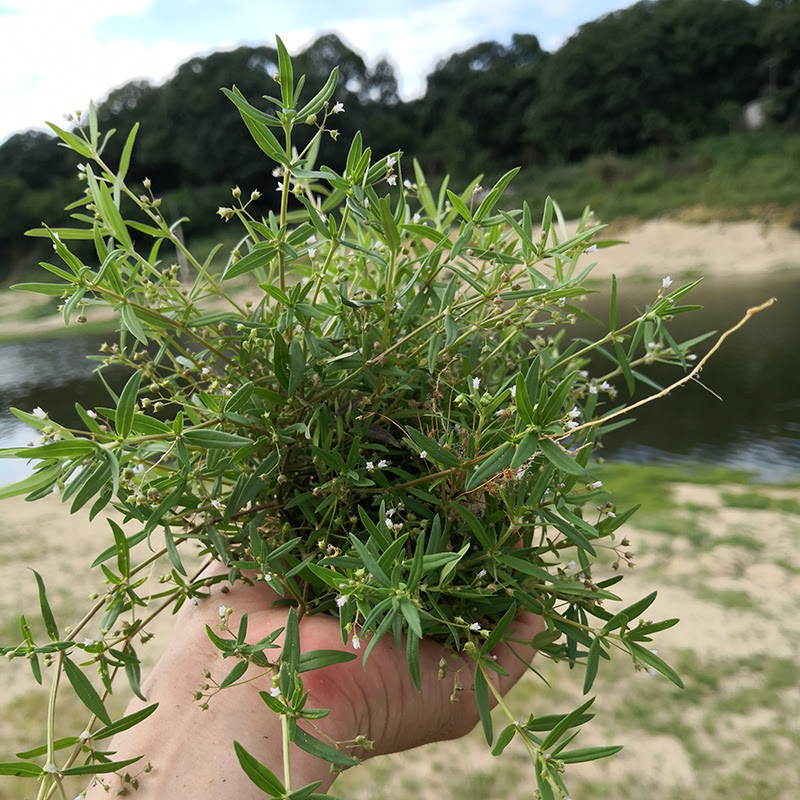 水线草与白花蛇舌草 万图壁纸网