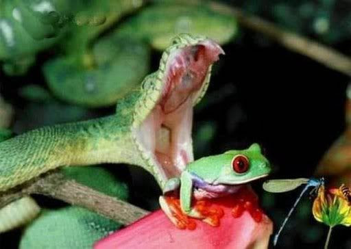 Funny wallpapers Animals HD Funny wallpapers Animals HD