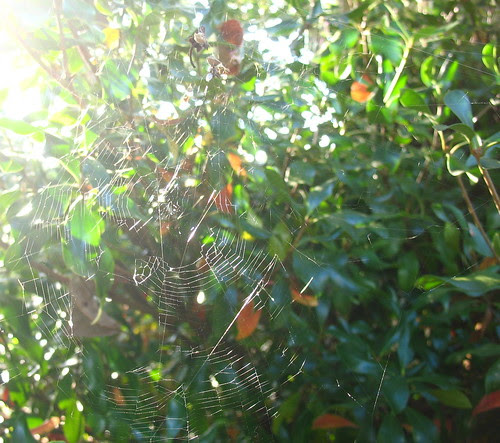 nature notes webinbshhm