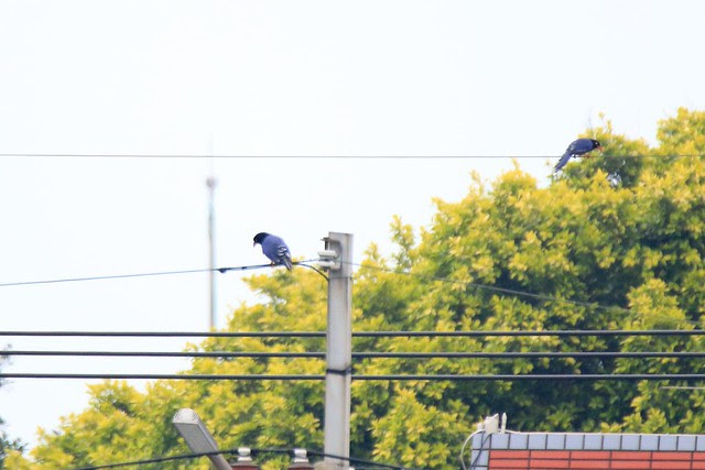 台灣藍鵲