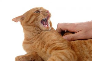 Le Chat Caresse Mordeur Bien Vivre Avec Son Chat Comportementaliste