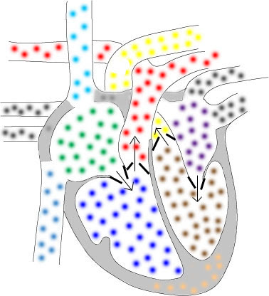 Test hjärtats delar