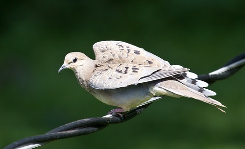 Mourning Dove