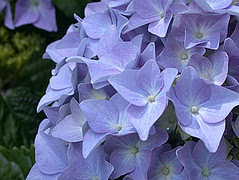 Hydrangea