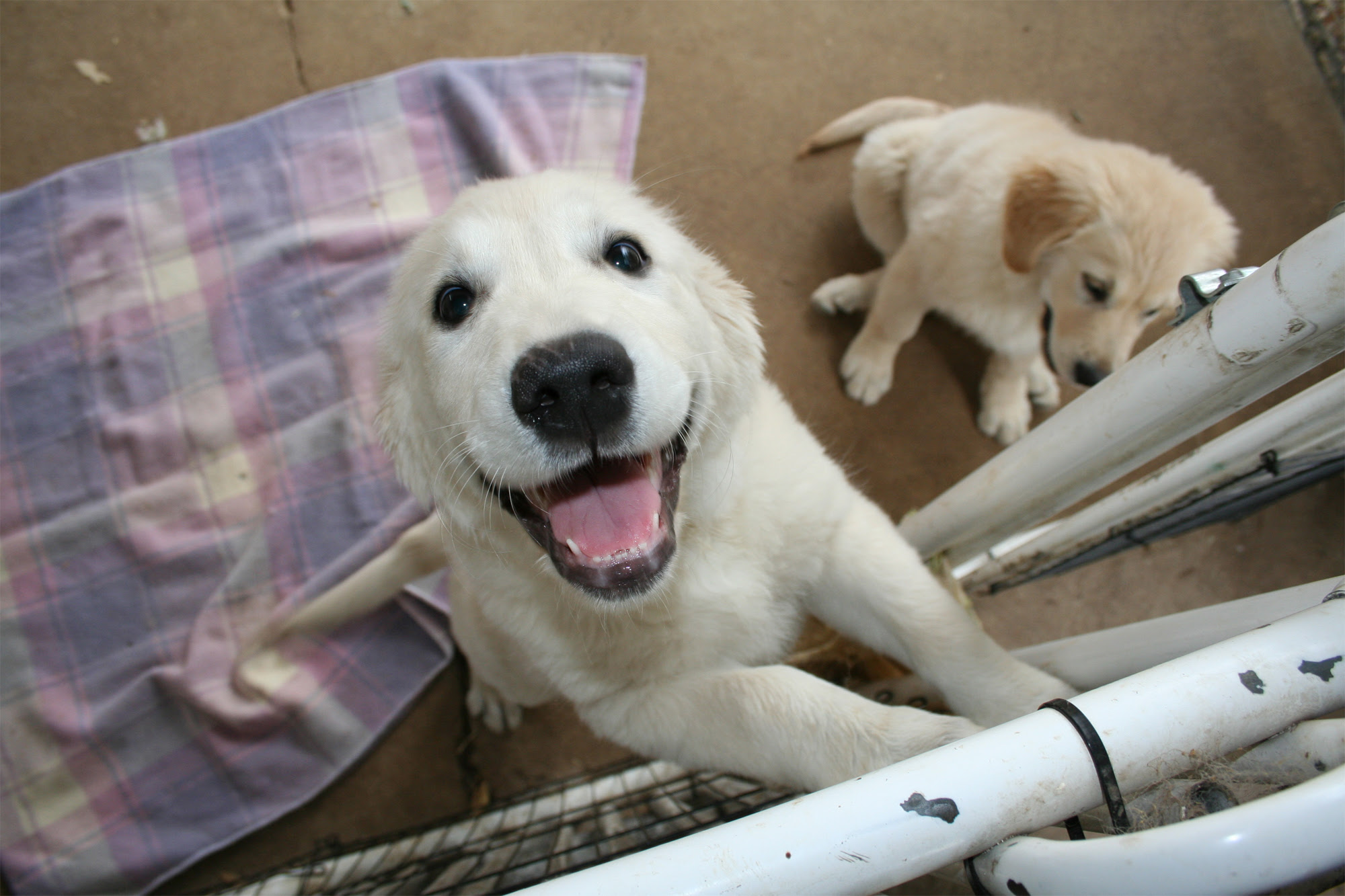 Fastest Way to Potty Train a Puppy | The Daily Puppy