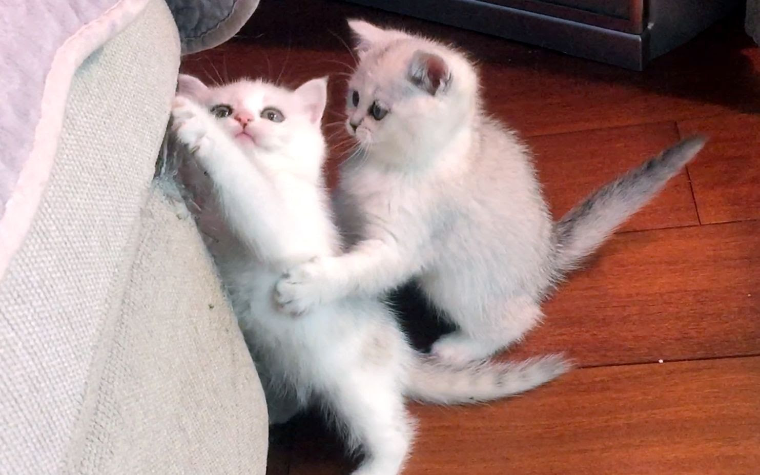 小猫如何区分公母 羞羞画面 未满十八也欢迎观看 哔哩哔哩