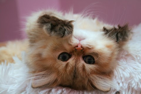 Chaton Persan Disponible Des Lys De Kiwise