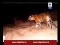 Exclusive: Watch the LIVE ENCOUNTER of man-eating tiger