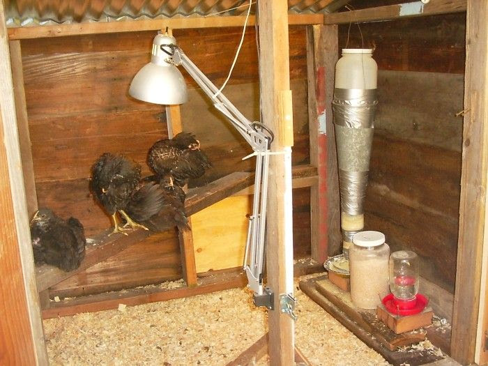 Chicken Coop Forum Discussion