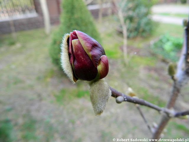 Magnolia Genie wiosną