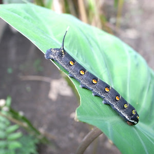 サトイモの葉が虫食いに やさいのいろは