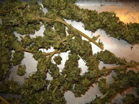 alot of weed. alot of weed. alot of weed