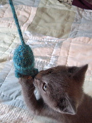 Unnamed Kitty, take ten