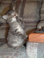 1193000424-Kitty_Ponder