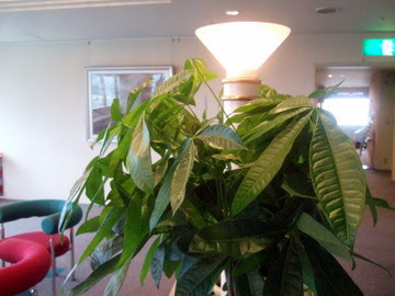 パキラは成長が早い 観葉植物について 園芸ブログ 岐阜の観葉植物レンタル 岐阜のグリーンレンタル 販売 片桐園芸