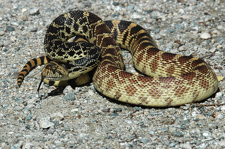 Snake Removal Denver Snake Removal From Your Home Colorado