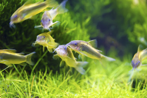 コリドラスの飼育に適した数は 多すぎるのは良くない 熱帯魚 淡水魚 海水魚の図鑑